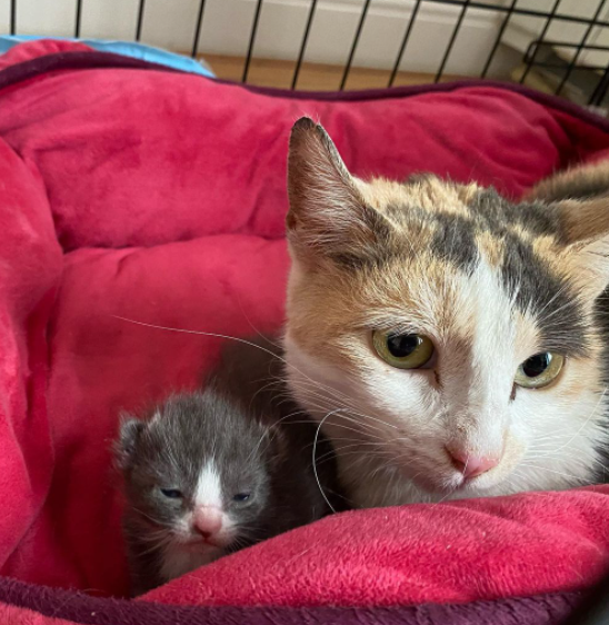 Illustration de l'article : Une chatte et son chaton se battent pour survivre après avoir erré dans les rues